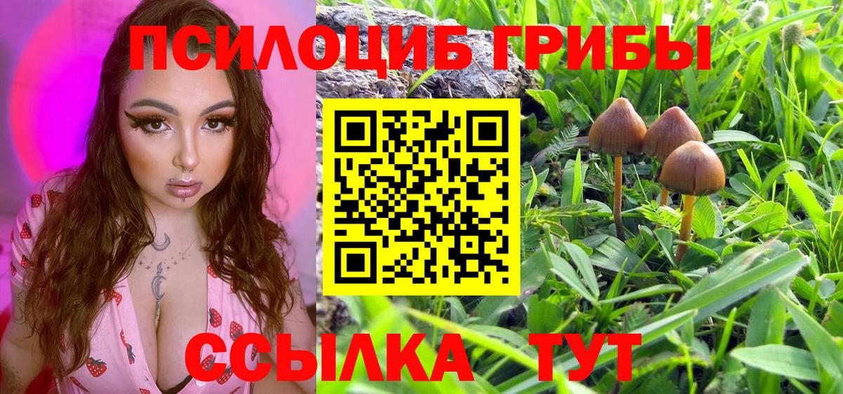Галлюциногенные грибы Psilocybe  Галлюциногенные грибы мицелий  Миллерово  Вход с VPN 